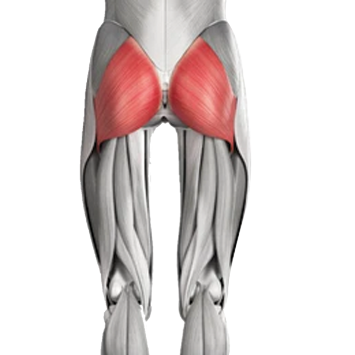 Gluteus Maximus - muscles targeted by hip thrust machine